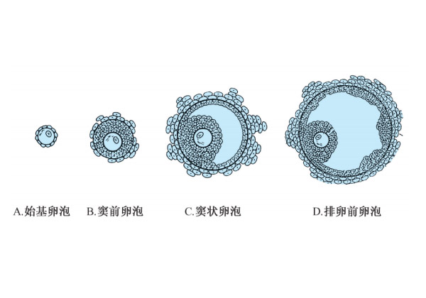 卵泡2