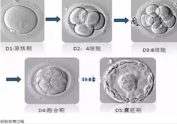 取卵后胚胎检测1