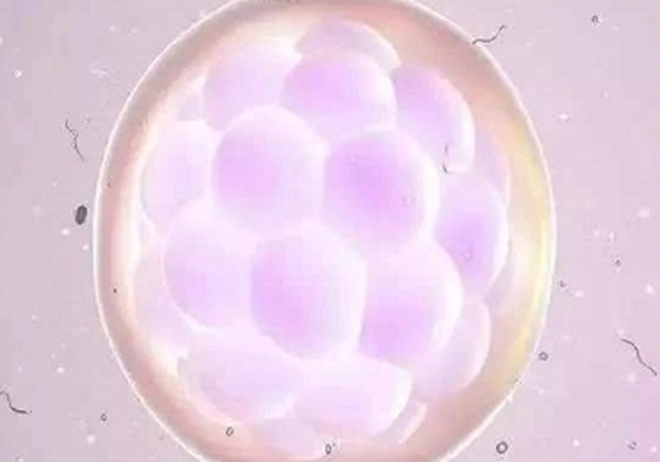 供卵试管069.jpg