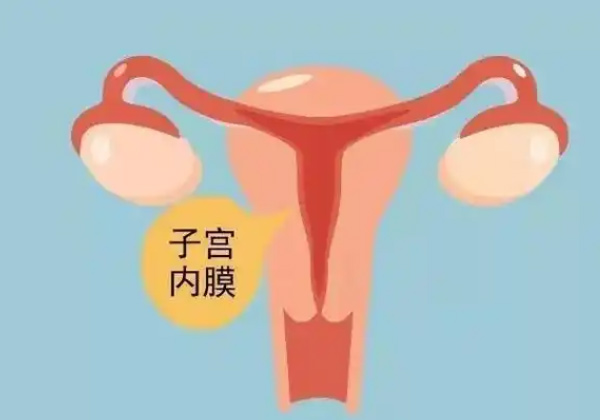子宫3.jpg