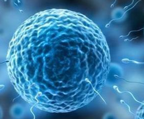 试管婴儿卵泡多大算成熟？取卵标准及影响因素