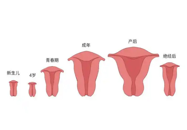 子宫2.jpg